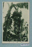 藏品(果實之王香蕉)的圖片