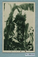 藏品(果實之王香蕉)的圖片