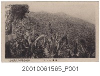 藏品(滿山香蕉)的圖片