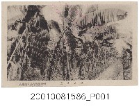 藏品(香蕉園)的圖片