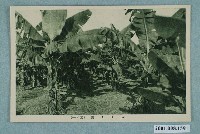 藏品(香蕉園)的圖片