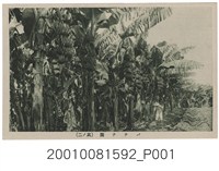 藏品(香蕉園)的圖片