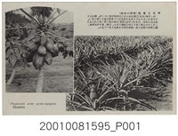 藏品(大正製造木瓜與鳳梨)的圖片