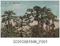 藏品(木瓜)的圖片