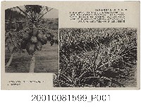 藏品(大正天鴿牌出版木瓜與鳳梨)的圖片