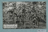 藏品(木瓜)的圖片