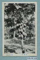 藏品(屏東順天堂製臺灣木瓜)的圖片