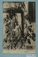 藏品(楊桃)的圖片