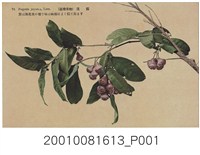 藏品(臺北生蕃屋本店印行蓮霧)的圖片