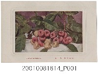 藏品(臺灣繪葉書會發行蓮霧)的圖片