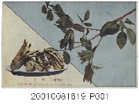 藏品(佛手柑)的圖片