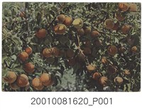 藏品(樹齡3年蘋果樹)的圖片