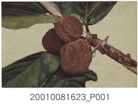 藏品(臺北生蕃屋本店印行波羅蜜果實)的圖片