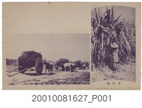 藏品(甘蔗田與牛與牛車)的圖片