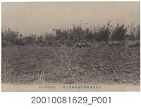 藏品(東京印刷株式會社印行大日本製糖株式會社臺灣工場甘蔗採集之情形)的圖片