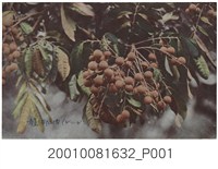 藏品(龍眼)的圖片