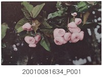 藏品(蓮霧)的圖片