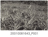 藏品(臺灣農事試驗場鳳梨栽培)的圖片