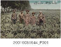 藏品(臺北生蕃屋本店印行鳳梨)的圖片