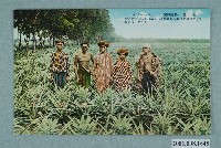 藏品(臺北生蕃屋本店印行臺灣果物鳳梨)的圖片