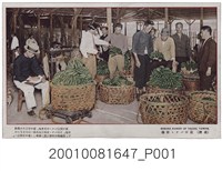 藏品(臺中香蕉市場)的圖片