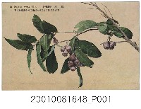 藏品(臺灣果物蓮霧)的圖片