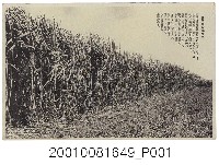 藏品(日本和歌山縣製臺灣所見甘蔗之栽培)的圖片