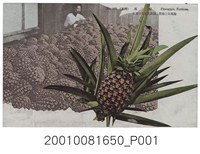 藏品(臺北生蕃屋本店印行臺灣鳳梨)的圖片