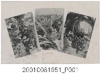 藏品(木瓜鳳梨與香蕉)的圖片