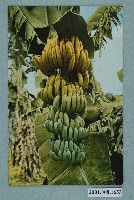 藏品(臺北生蕃屋本店印行臺灣香蕉)的圖片