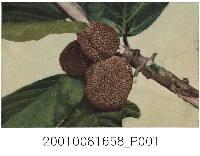 藏品(臺灣波羅蜜)的圖片