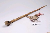 藏品(旱煙斗及煙草袋)的圖片