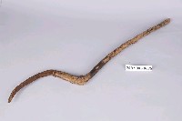 藏品(鐮刀)的圖片