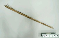 藏品(雞箠)的圖片