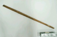 藏品(雞箠)的圖片