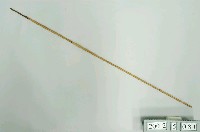 藏品(竹箭)的圖片