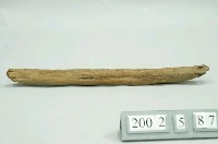 藏品(短木掘棒)的圖片