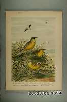 藏品(克萊史密德繪〈黃鶺鴒〉)的圖片