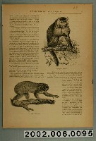 藏品(《天主教傳教團》之〈打狗猴山上的臺灣獼猴〉)的圖片