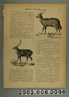 藏品(《天主教傳教團》之〈臺灣梅花鹿〉)的圖片