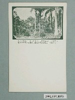 藏品(臺北植物園)的圖片