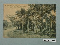 藏品(臺北新高堂發行臺北植物園之椰子樹林)的圖片