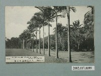 藏品(臺北山一發行臺北植物園椰子樹)的圖片