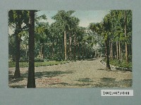 藏品(臺北新高堂發行臺北植物園椰子樹林)的圖片