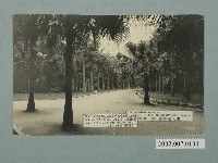 藏品(臺北植物園椰子樹林)的圖片