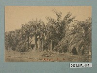 藏品(臺北州植物園)的圖片