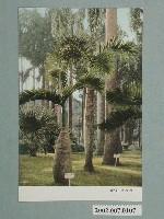 藏品(臺北植物園)的圖片