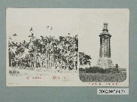 藏品(北回歸線檳榔樹)的圖片