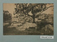 藏品(臺南安平墓地)的圖片