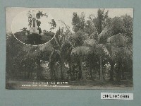 藏品(臺灣十二勝彰化公園的椰子林及八卦山北白川宮遺跡碑)的圖片